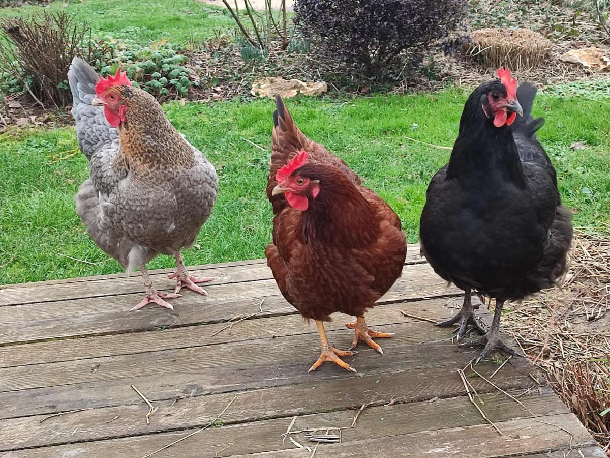 הוילה Cigogne Au Jardin De La Marquetterie מראה חיצוני תמונה